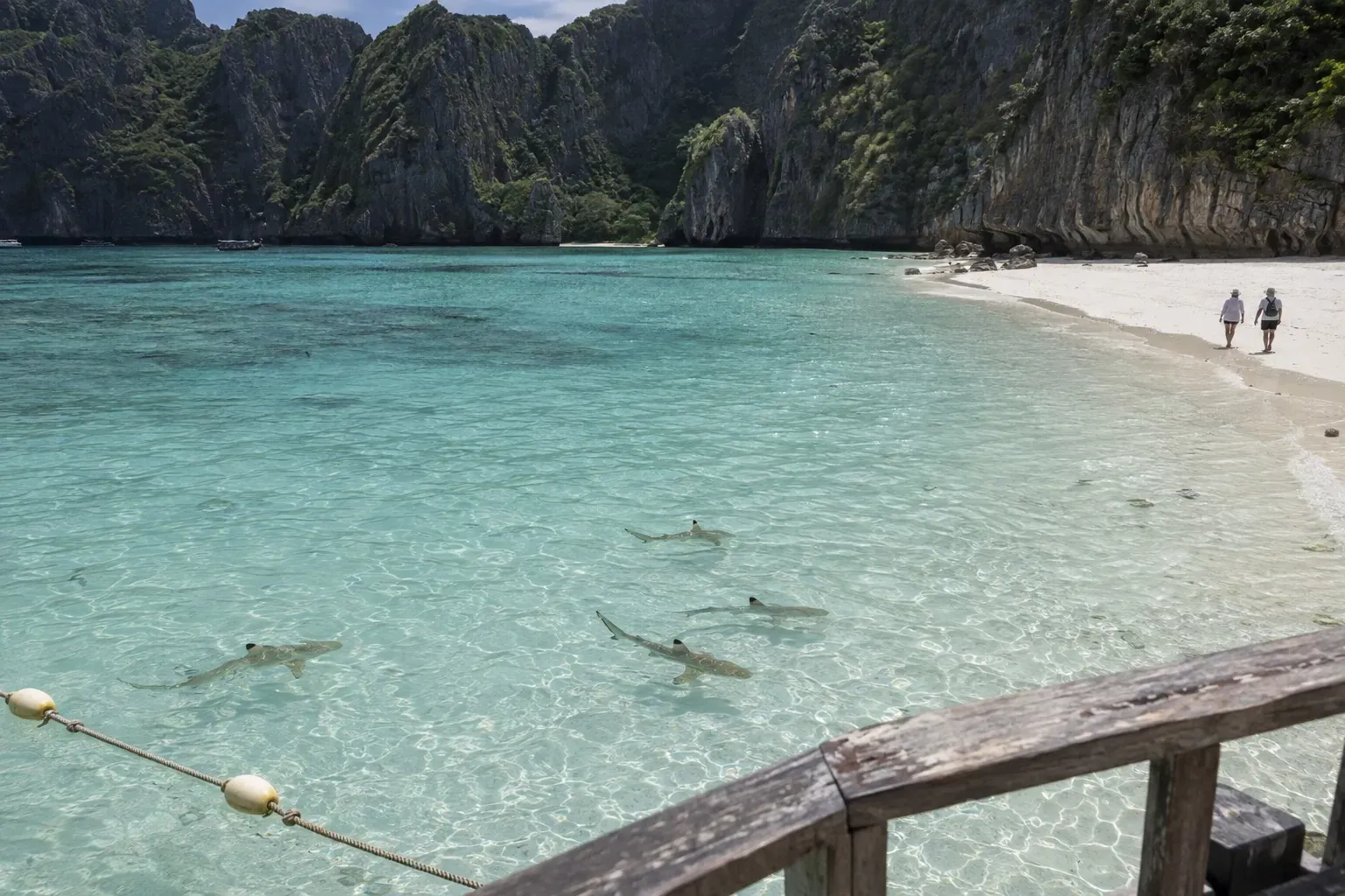 Maya Bay rouvre le 1er octobre : ce que les visiteurs voient dès maintenant, requins à pointes noires compris